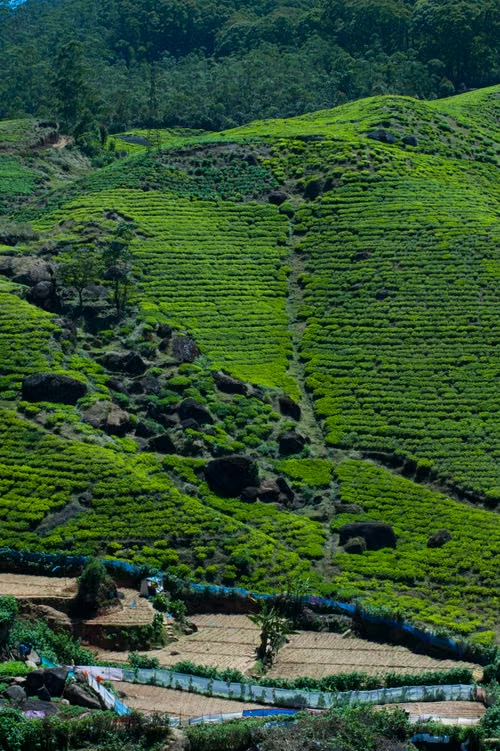 Nuwara Eliya