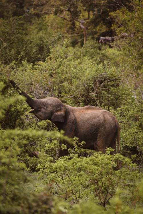 Yala National Park